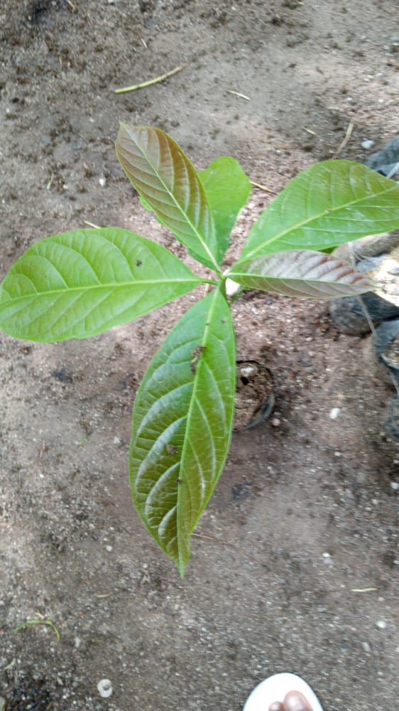seedling