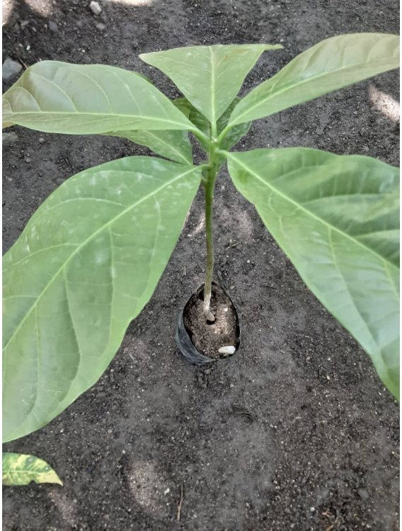 seedling