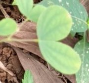 seedling