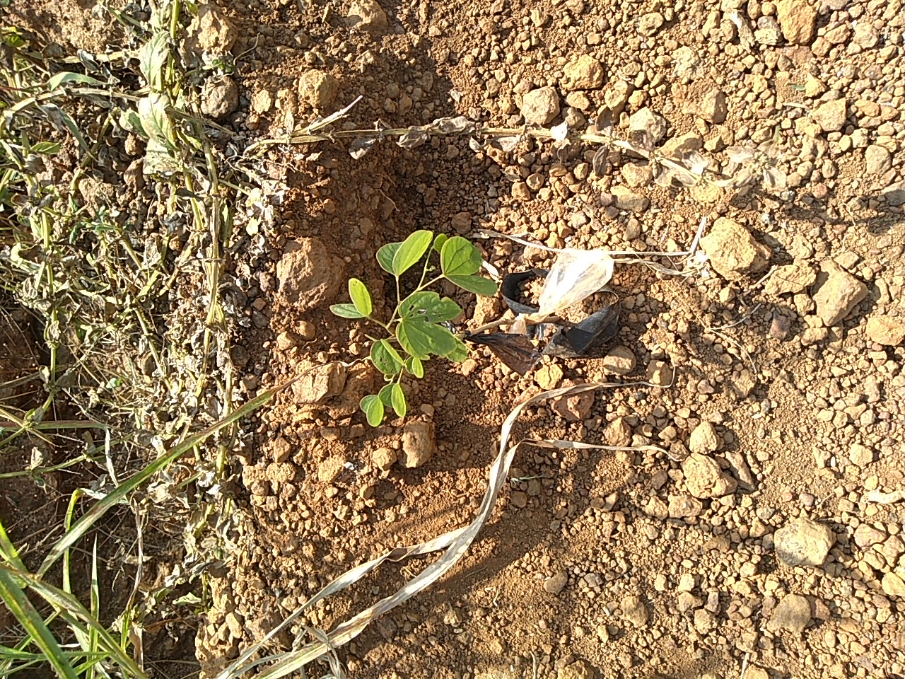 seedling