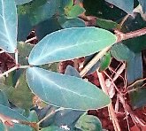seedling