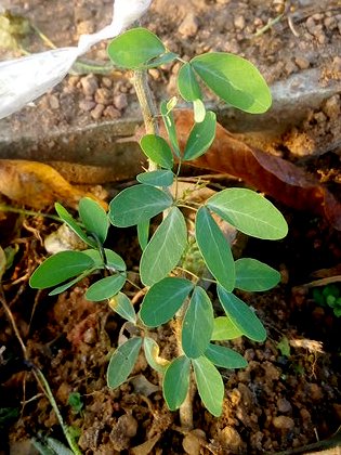 seedling