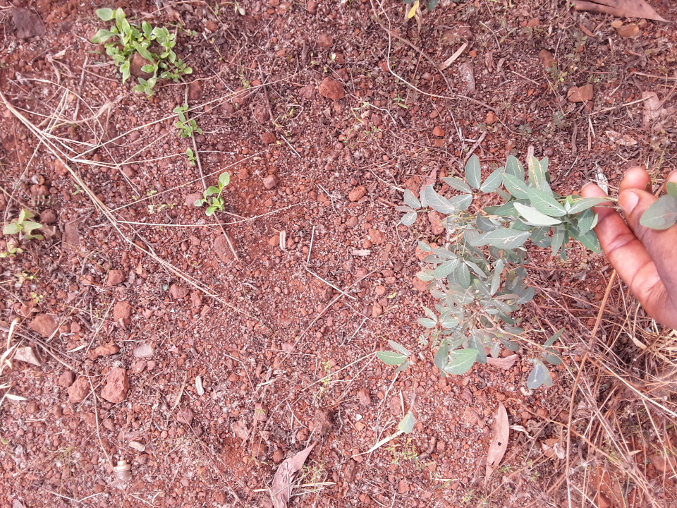 seedling