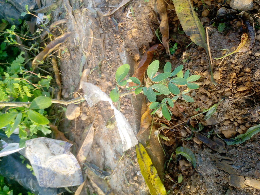 seedling