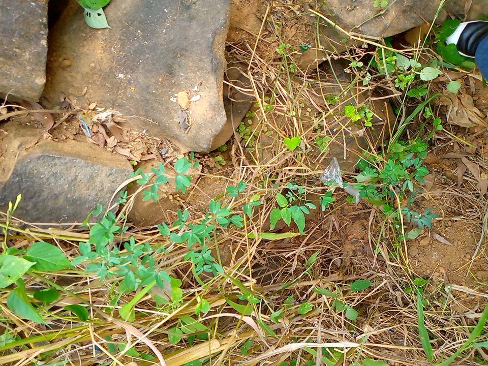 seedling