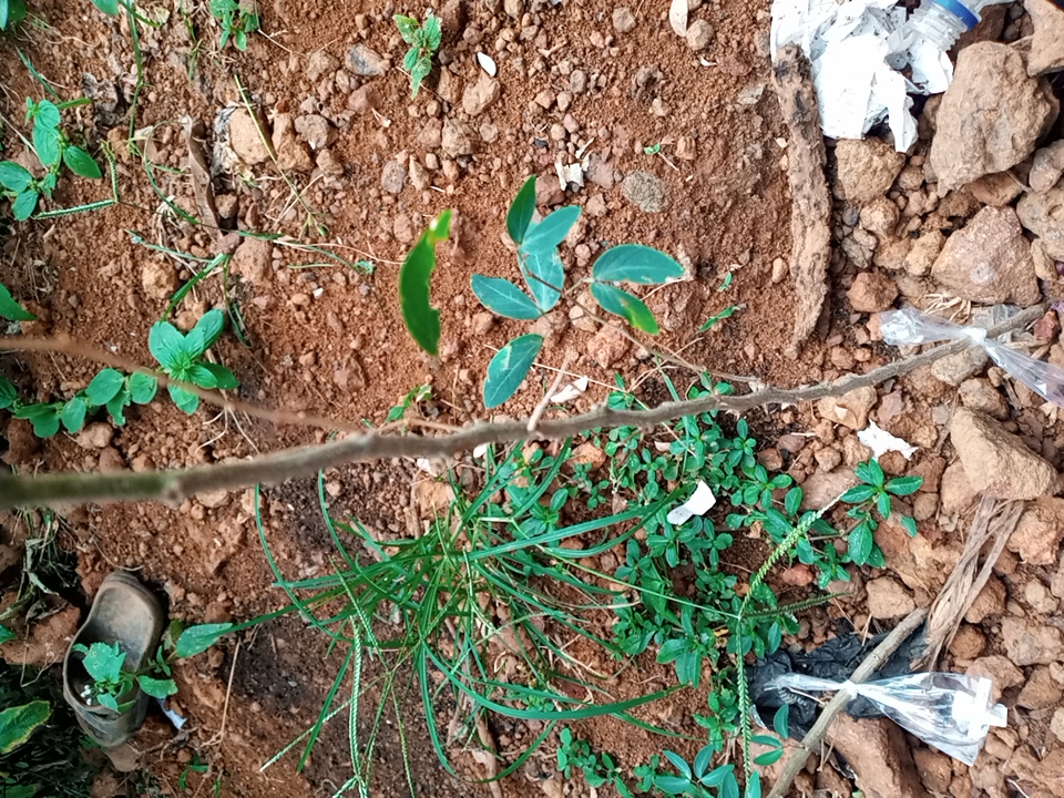 seedling