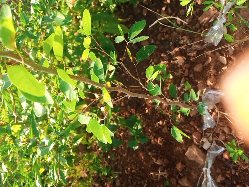 seedling