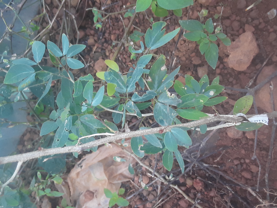 seedling