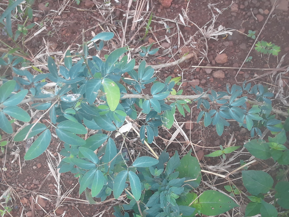 seedling