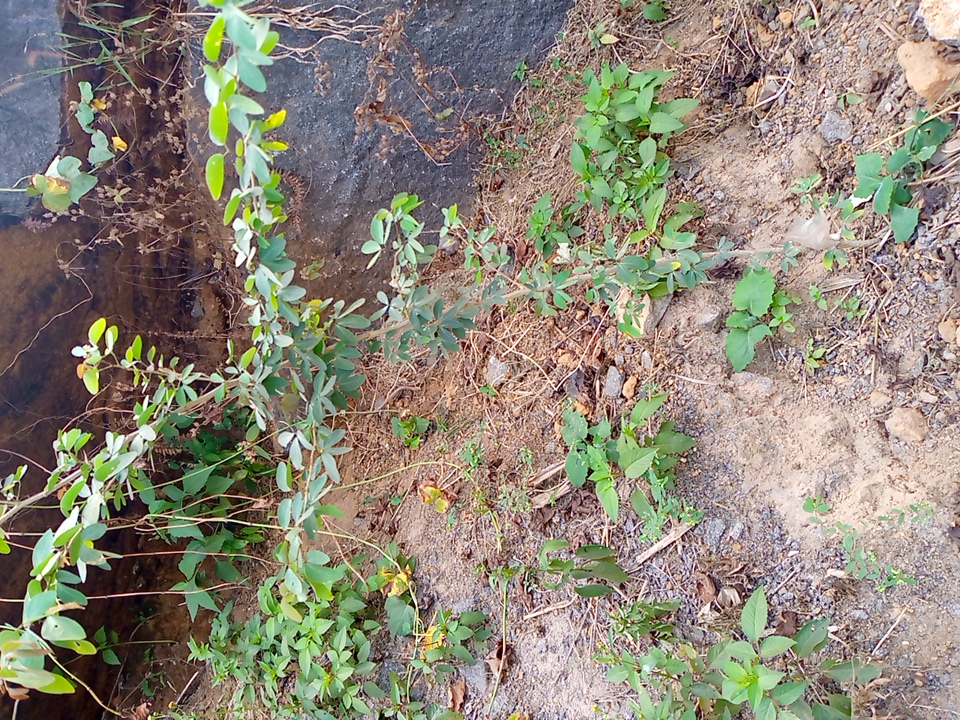 seedling