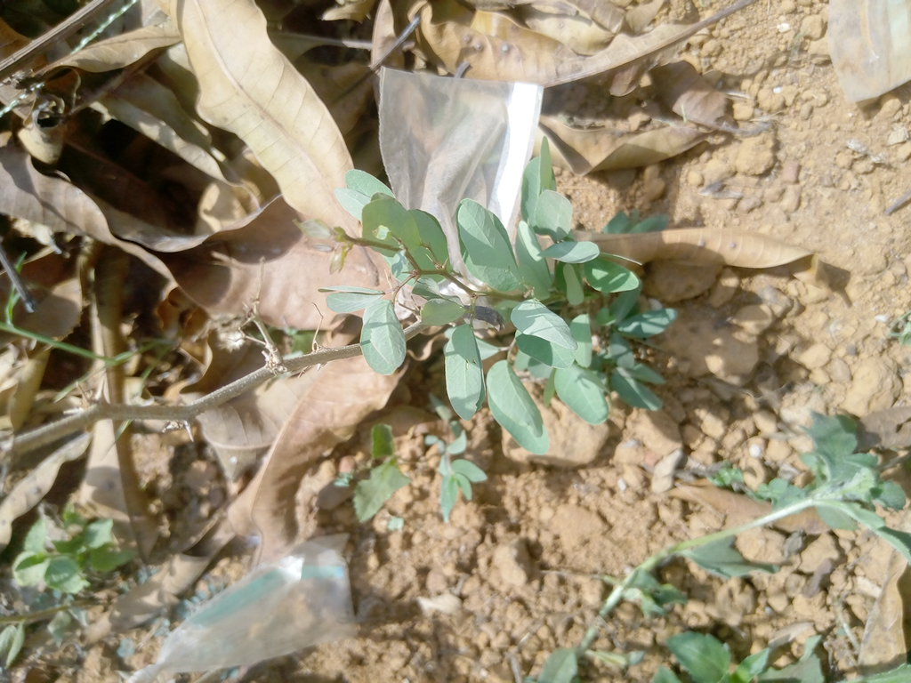 seedling