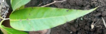 seedling