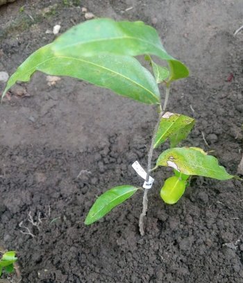 seedling