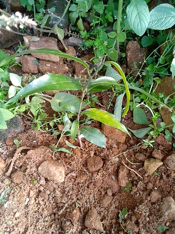 seedling
