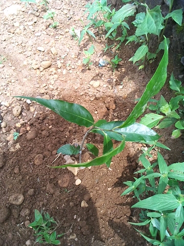 seedling