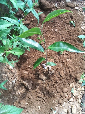 seedling