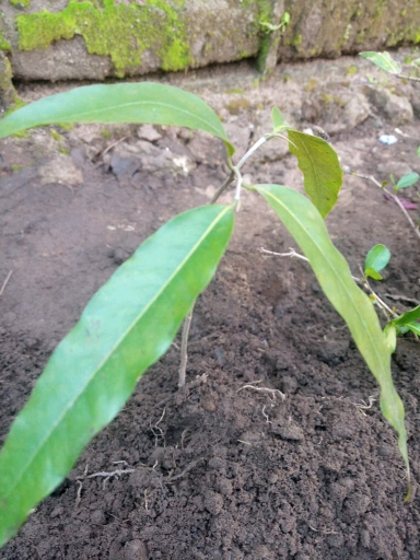seedling
