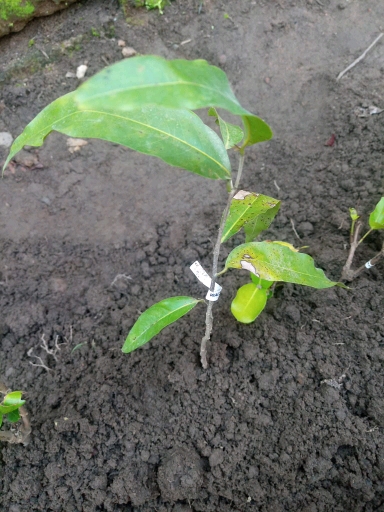 seedling