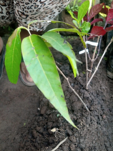seedling