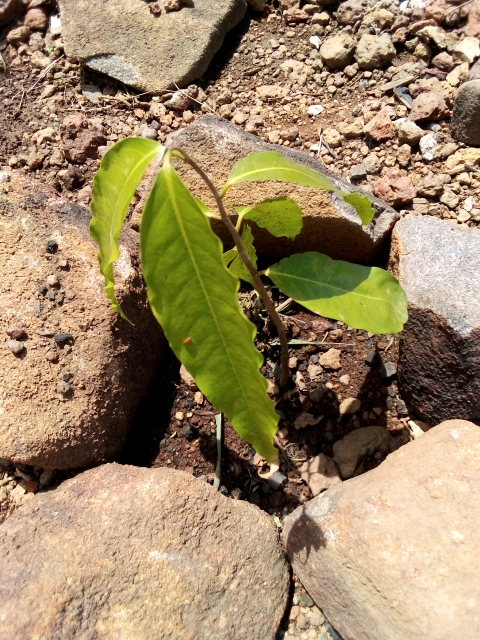 seedling
