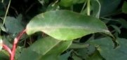 seedling