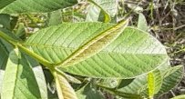 seedling