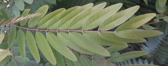 seedling