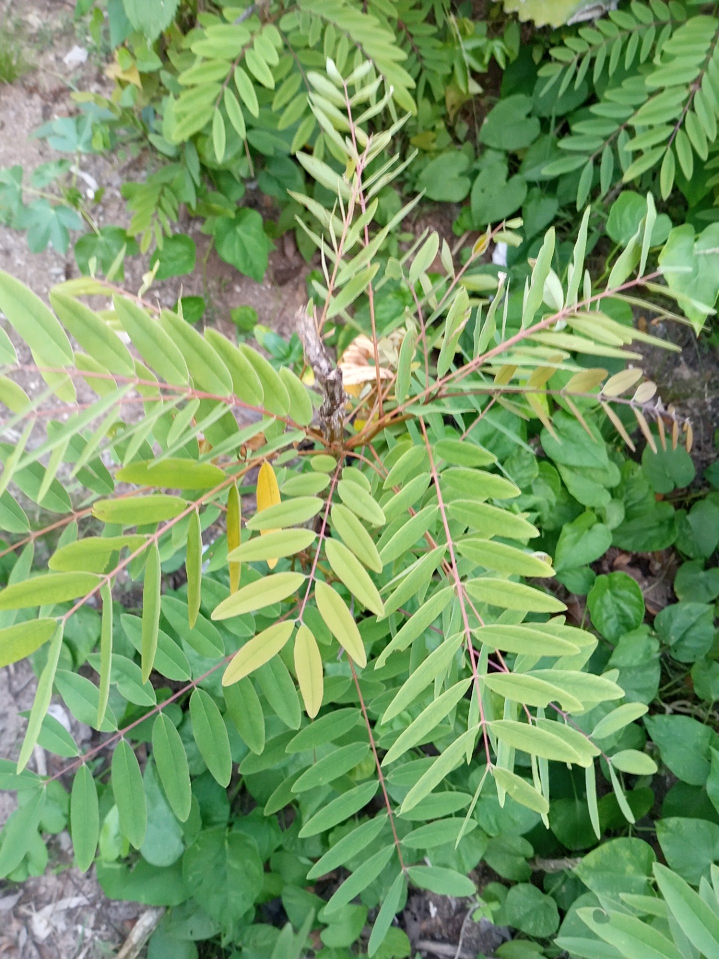 seedling