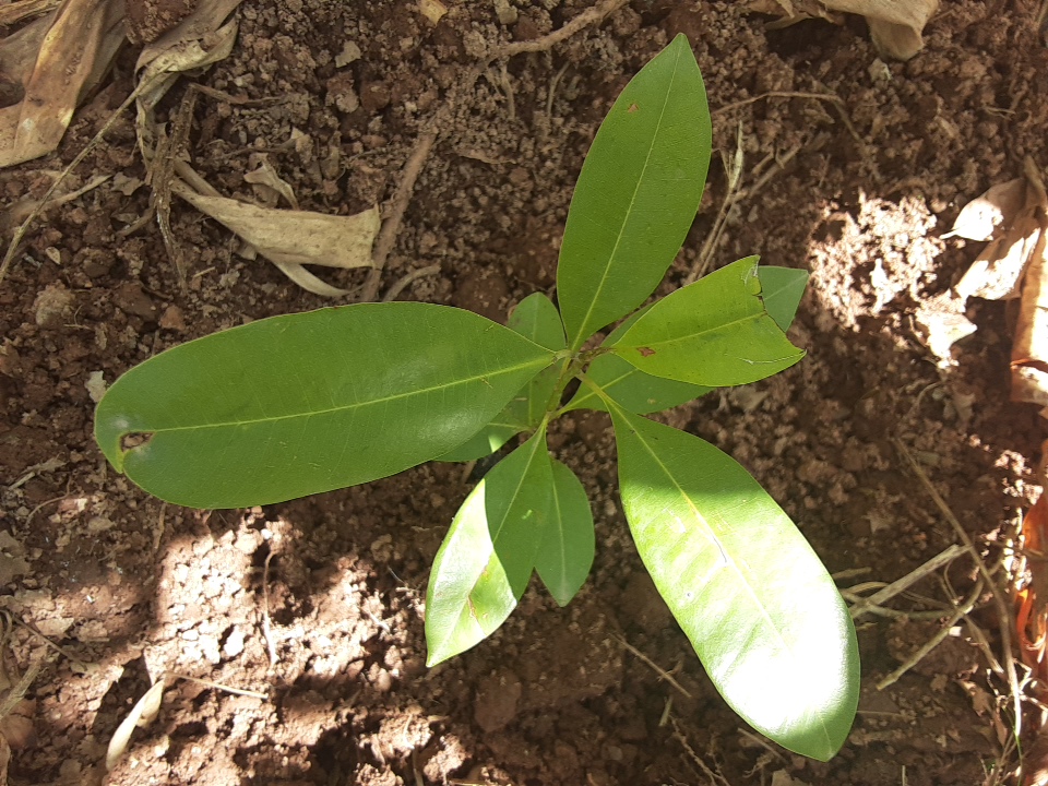 seedling