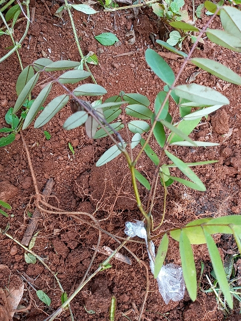 seedling
