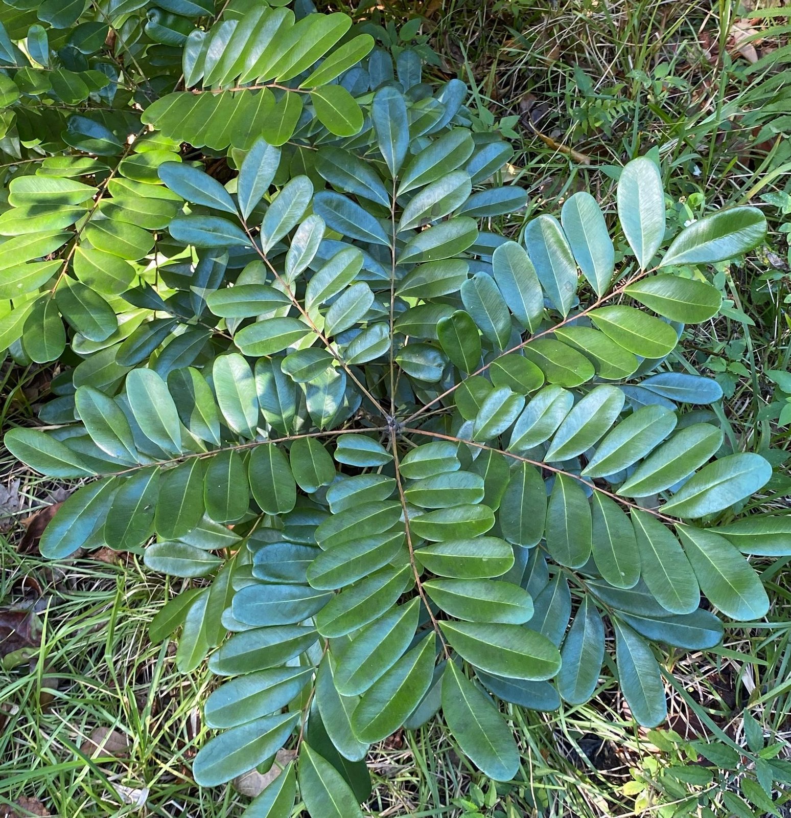 seedling