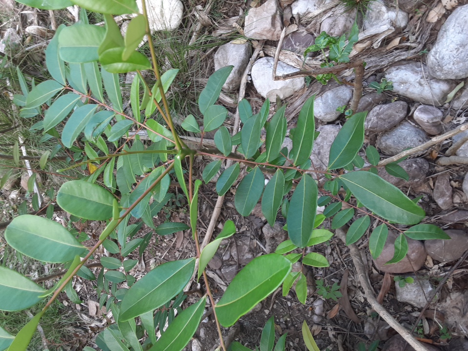 seedling