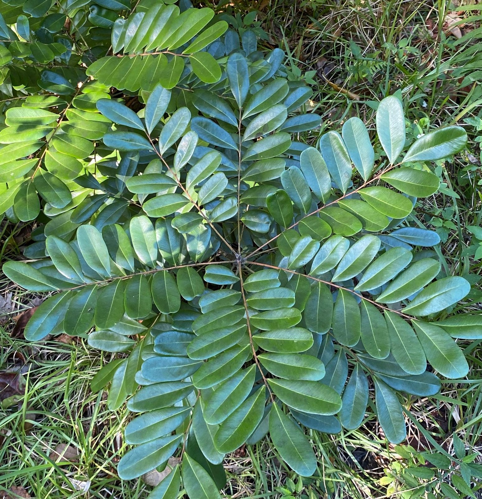 seedling