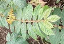 seedling