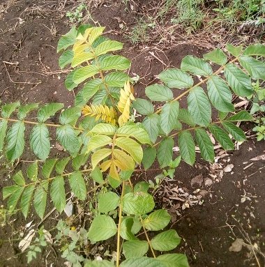 seedling
