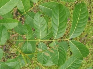 seedling