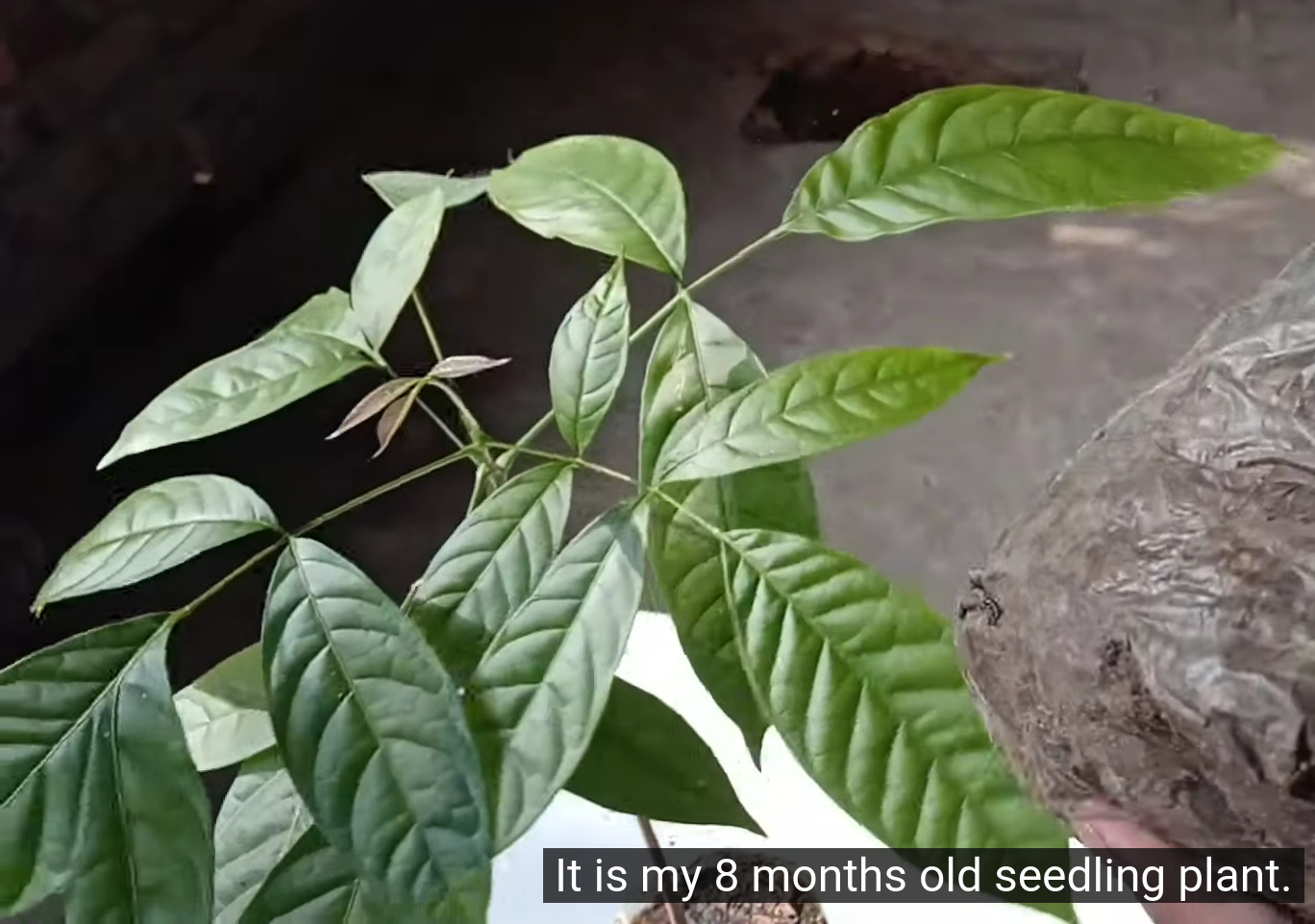 seedling