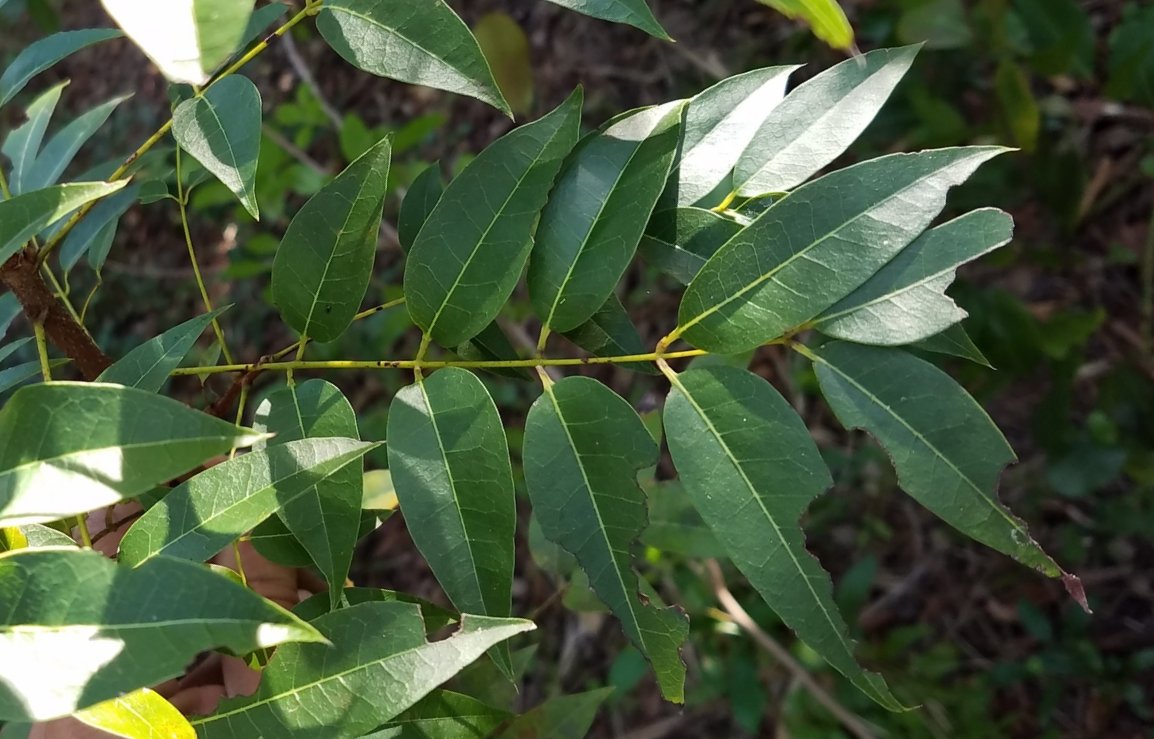 seedling
