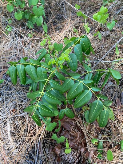 seedling