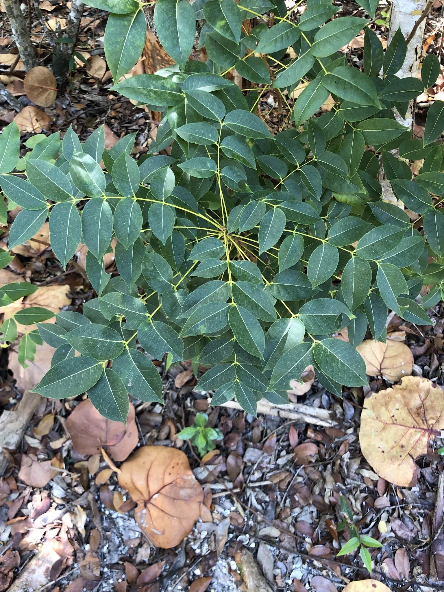 seedling