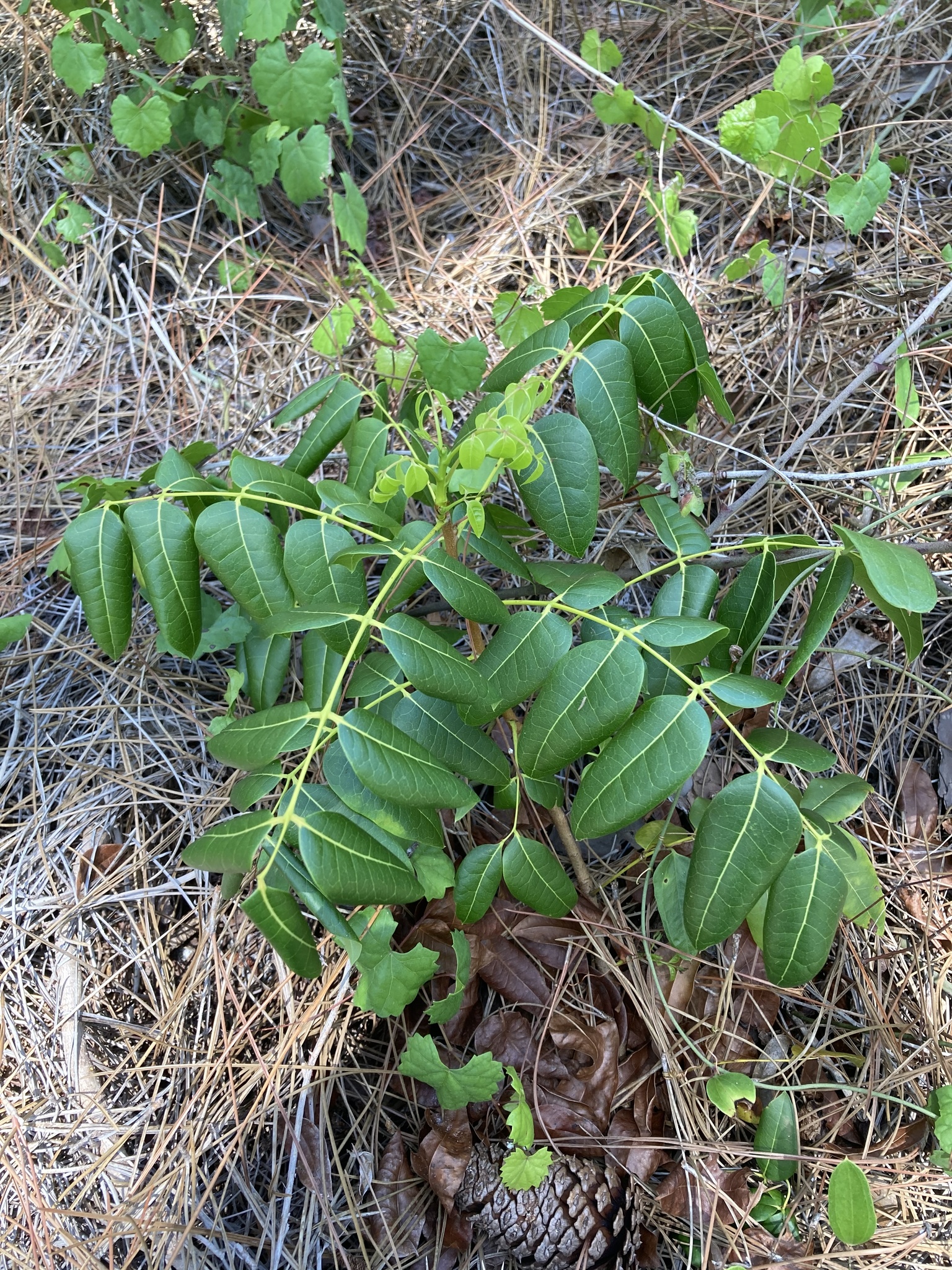 seedling
