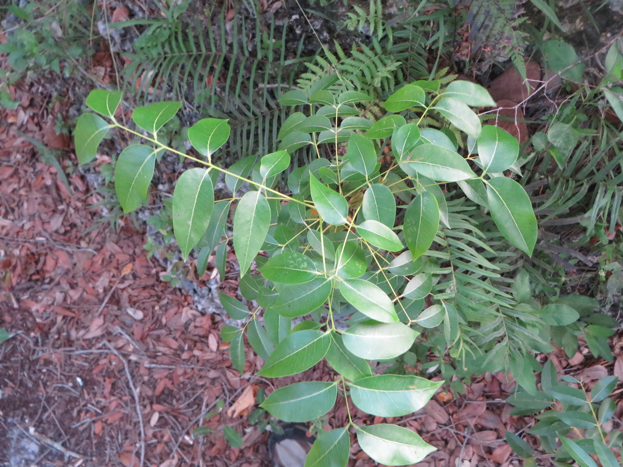 seedling