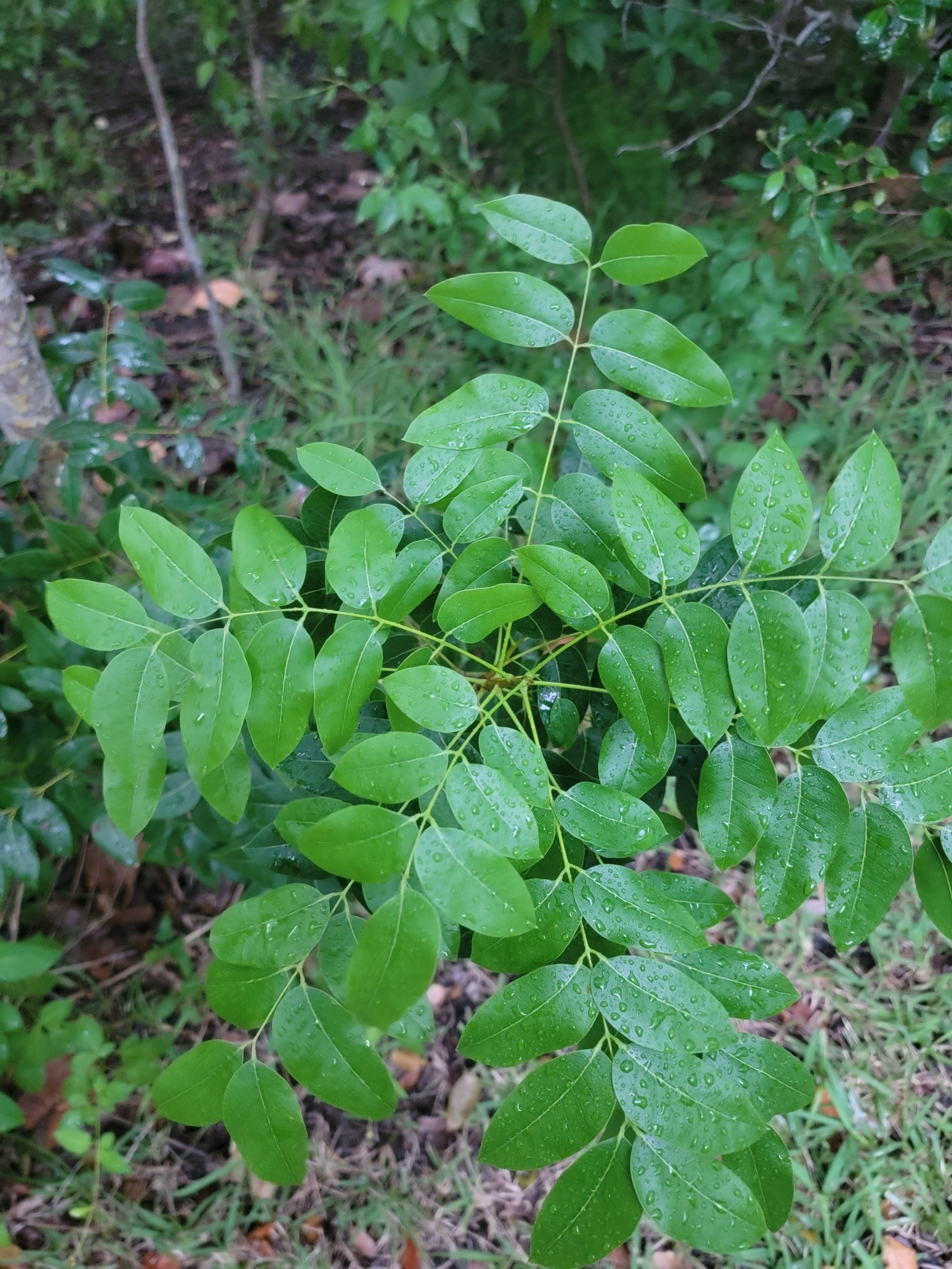 seedling