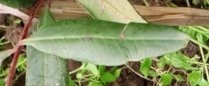 seedling