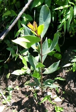 seedling