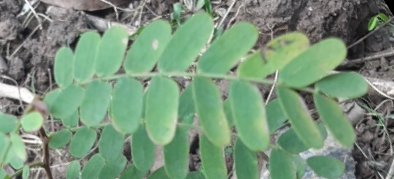 seedling