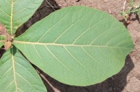 seedling