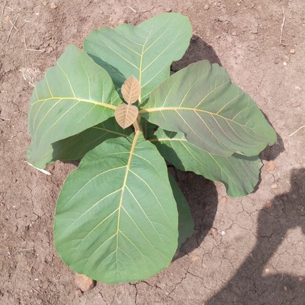 seedling