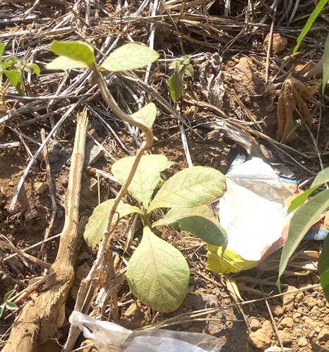 seedling
