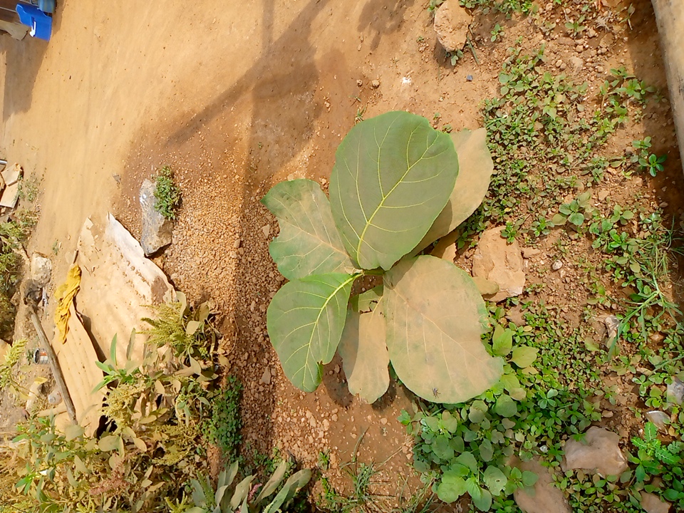seedling